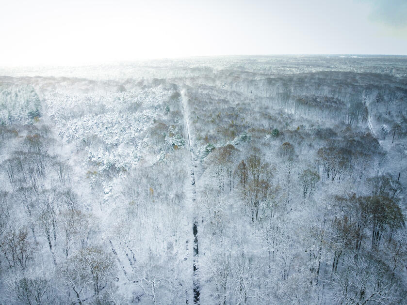 Forêt de Rambouillet - Yvelines